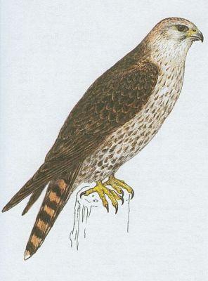 Pt�ci - Dravci - Ost�� lesn� (Falco subbuteo L.)