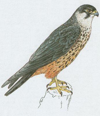 Ptci - Dravci - Raroh velk (Falco cherrug Gray.)