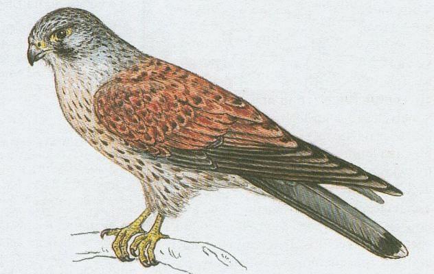 Ptci - Dravci - Potolka obecn (Falco tinnunculus L.)