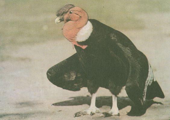 Ptci - Dravci - Kondor velk (Vultur gryphus)