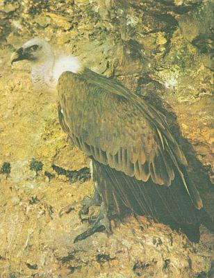 Pt�ci - Dravci - Sup b�lohlav� (Gyps fulvus)