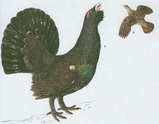 Ptci - Hrabav - Tetev hluec (Tetrao urogallus L.)