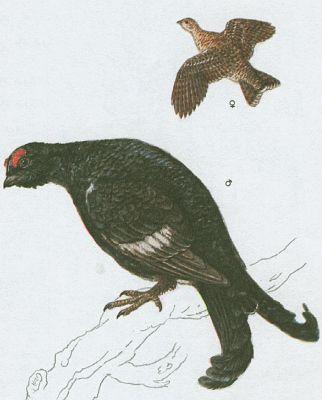 Ptci - Hrabav - Tetvek obecn (Lyrurus tetrix /L./)