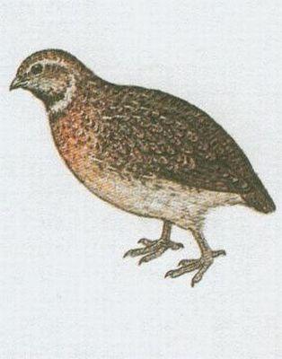 Ptci - Hrabav - Kepelka poln (Coturnix coturnix /L./)
