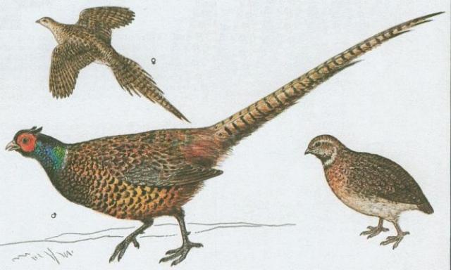 Pt�ci - Hrabav� - Ba�ant obecn� (Phasianus colchicus L.)