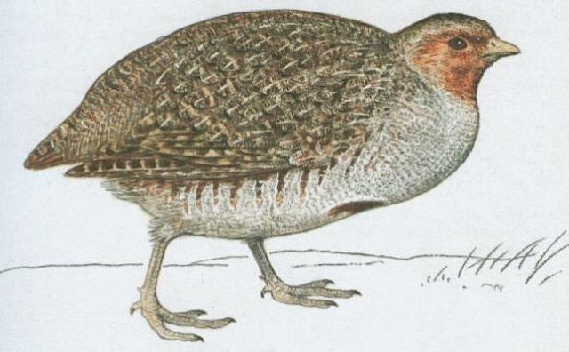 Ptci - Hrabav - Koroptev poln (Perdix perdix /L./)