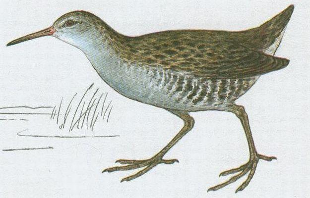 Ptci - Krtkokdl - Chstal vodn (Rallus aquaticus L.)