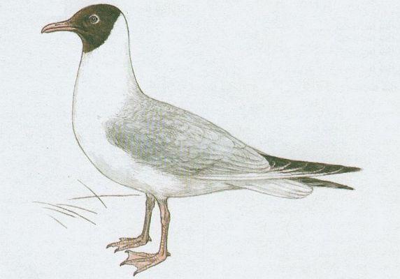 Pt�ci - Dlouhok��dl� - Racek chechtav� (Larus ridibundus L.)