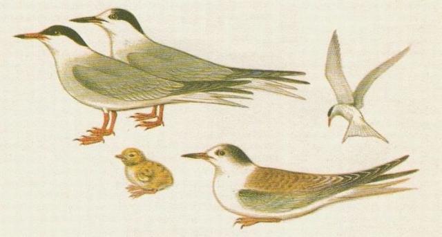 Ptci - Dlouhokdl - Rybk obecn (Sterna hirundo /L./)