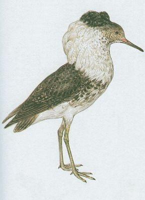 Ptci - Dlouhokdl - Jespk bojovn (Philomachus pugnax /L./)