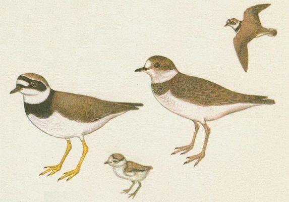Ptci - Dlouhokdl - Kulk n (Charadrius dubius Scop.)