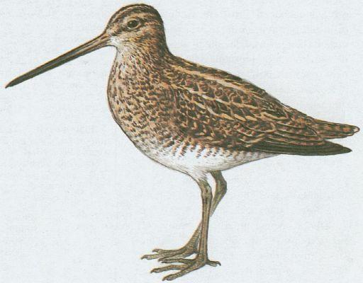 Ptci - Bahci - Bekasna otavn (Gallinago gallinago /L./)