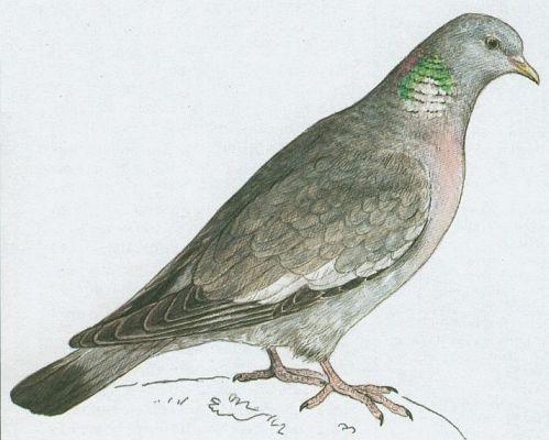 Pt�ci - M�kkozob� - Holub h�ivn�� (Columba palumbus L.)