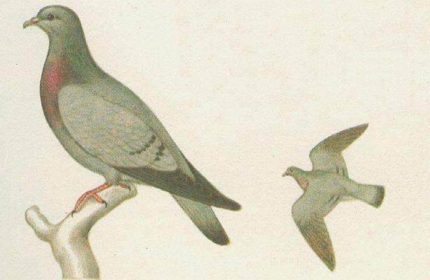 Ptci - Mkkozob - Holub doupk (Columba oenas L.)