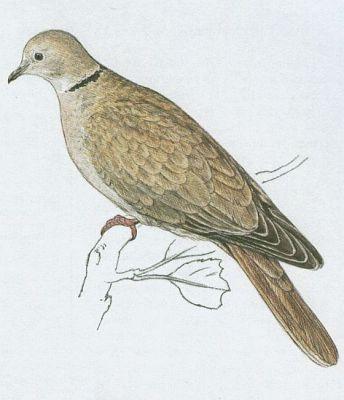 Ptci - Mkkozob - Hrdlika zahradn (Streptopelia decaocto /Friv./)