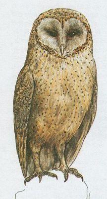 Ptci - Sovy - Sova plen (Tyto alba /Scop./)