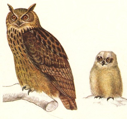 Ptci -Sovy - Vr velk (Bubo bubo /L./)