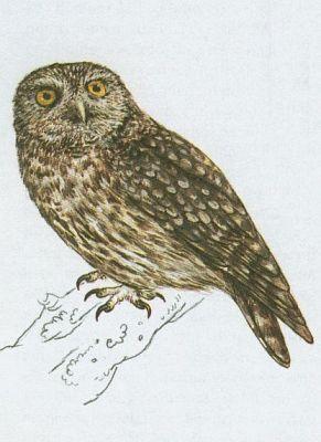 Ptci - Sovy - Sek obecn (Athene noctua /Scop./)