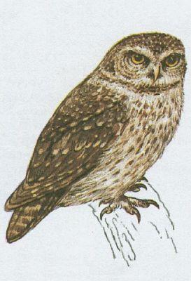 Pt�ci - Sovy - Kul�ek nejmen�� (Glaucidium passerinum /L./)