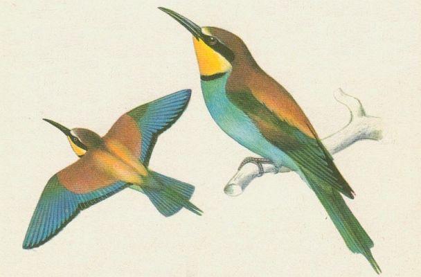 Ptci - Srostloprst - Vlha pestr (Merops apiaster L.)