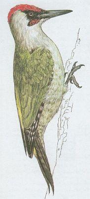 Pt�ci - �plhavci - �luna zelen� (Picus viridis L.)