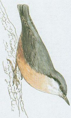 Pt�ci - P�vci - Brhl�k lesn� (Sitta europaea L.)