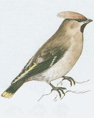 Ptci - Pvci - Brkoslav severn (Bombycilla garrulus /L./)