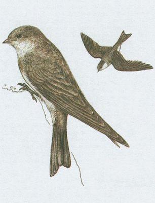 Ptci - Pvci - Behule n (Riparia riparia /L./)