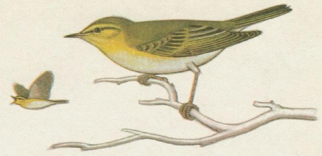 Ptci - Pvci - Budnek lesn (Phylloscopus sibilatrix /Bechst./)