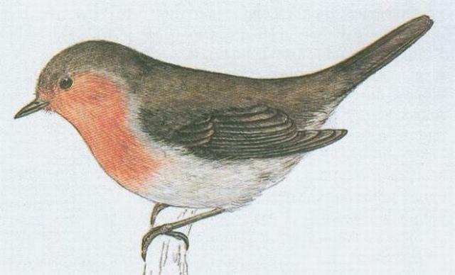 Ptci - Pvci - ervenka obecn (Erithacus rubecula /L./)