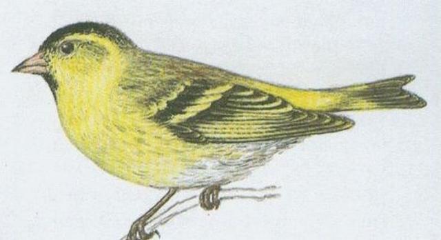 Pt�ci - P�vci - ��ek lesn� (Carduelis spinus /L./)