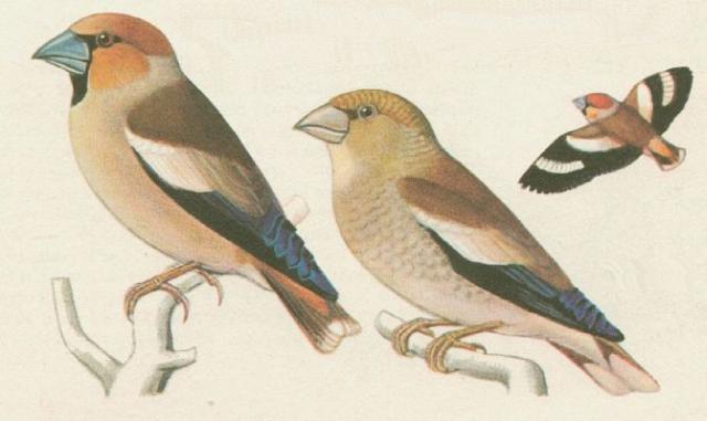 Ptci - Pvci - Dlask tlustozob (Coccothraustes coccothraustes /L./)