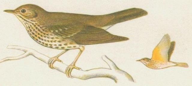 Ptci - Pvci - Drozd zpvn (Turdus philomelos Brehm.)