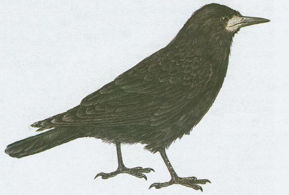 Ptci - Pvci - Havran poln (Corvus frugilegus L.)