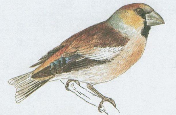 Pt�ci - P�vci - H�l obecn� (Pyrrhula pyrrhula /L./)