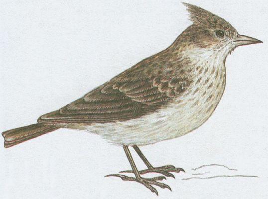 Ptci - Pvci - Chocholou obecn (Galerida cristata /L./)