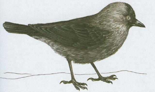 Ptci - Pvci - Kavka obecn (Corvus monedula L.)