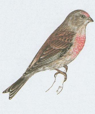 Pt�ci - P�vci - Konopka obecn� (Carduelis cannabina /L./)