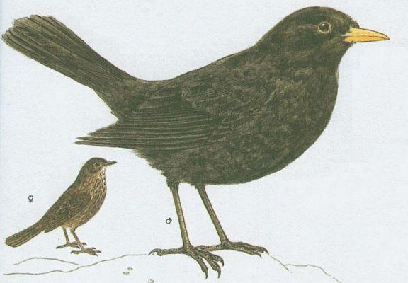 Pt�ci - P�vci - Kos �ern� (Turdus merula L.)