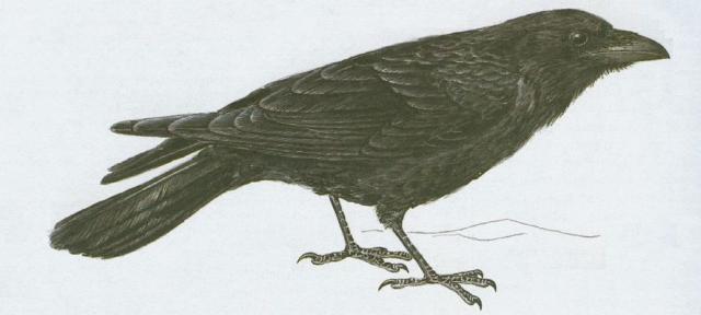 Ptci - Pvci - Krkavec velk (Corpus corax L.)