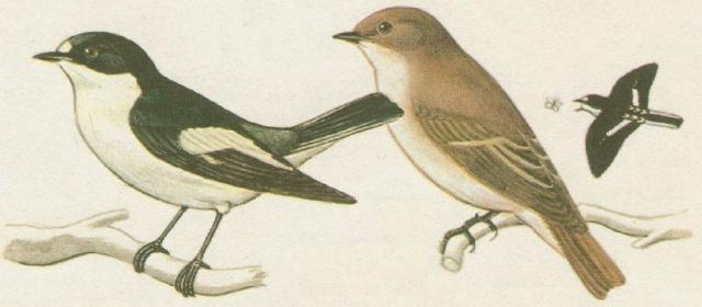 Ptci - Pvci - Lejsek ernohlav (Ficedula hypoleuca /Pall./)