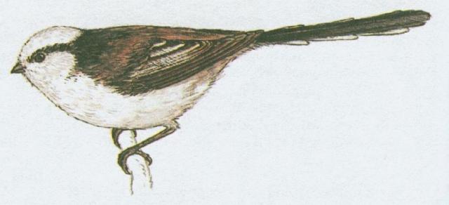 Pt�ci - P�vci - Mlyna��k dlouhoocas� (Aegithalos caudatus /L./)