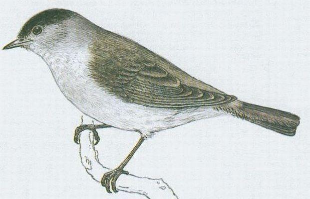 Ptci - Pvci - Pnice ernohlav (Sylvia atricapilla /L./)
