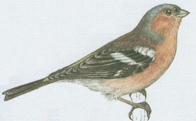 Pt�ci - P�vci - P�nkava obecn� (Fringilla coelebs L.)