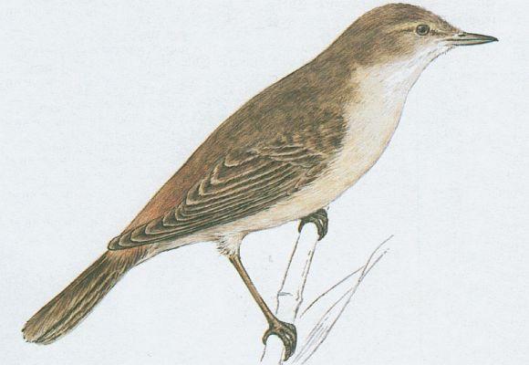 Ptci - Pvci - Rkosnk velk (Acrocephalus arundinaceus /L./)