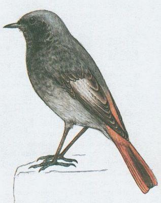 Ptci - Pvci - Rehek domc (Phoenicurus ochruros /Gm./)