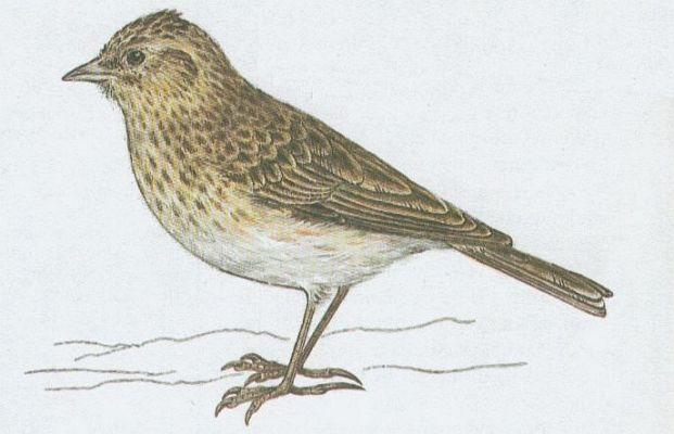 Ptci - Pvci - Skivan poln (Alauda arvensis L.)