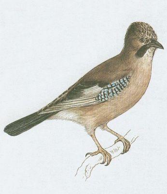 Pt�ci - P�vci - Sojka obecn� (Garrulus glandarius /L./)