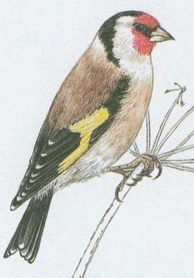 Pt�ci - P�vci - Stehl�k obecn� (Carduelis carduelis /L./)