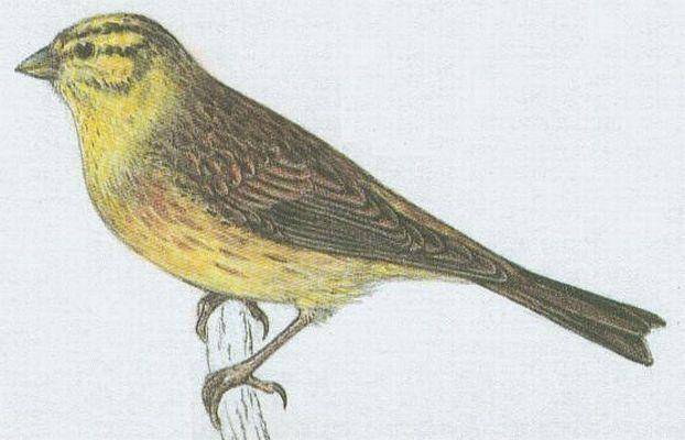 Pt�ci - P�vci - Strnad obecn� (Emberiza citrinella L.)